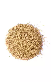 Gorczyca biała ziarno