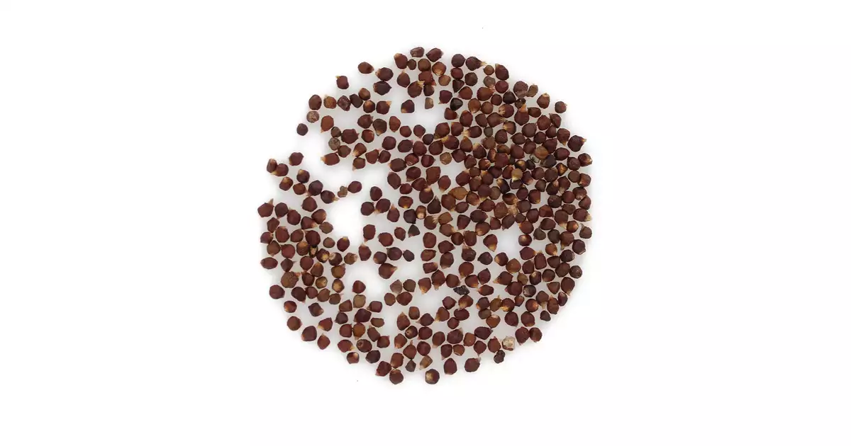 Pieprz Melegueta - Aframon madagaskarski - Planteon