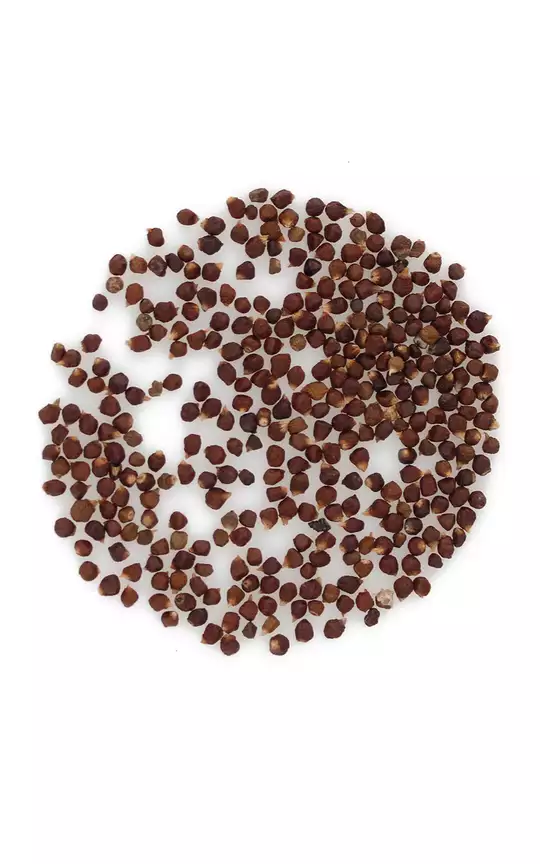 Pieprz Melegueta - Aframon madagaskarski - Planteon