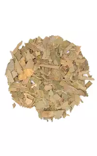 Ginkgo biloba liść cięty